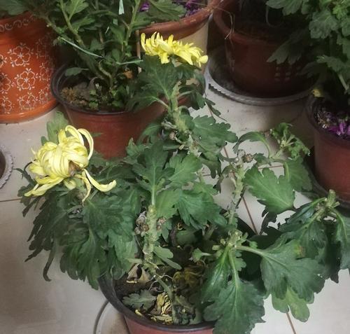 如何正确给菊花浇水？掌握浇水技巧避免植物枯萎？