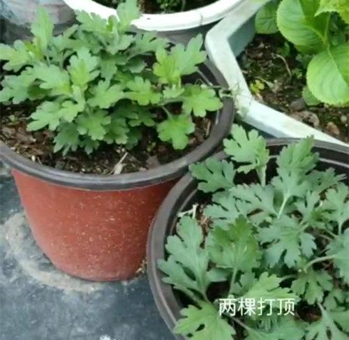 菊花插枝的正确方法和注意事项是什么？