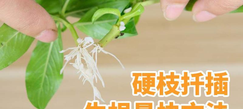 如何快速让菊花扦插生根？掌握这些技巧了吗？