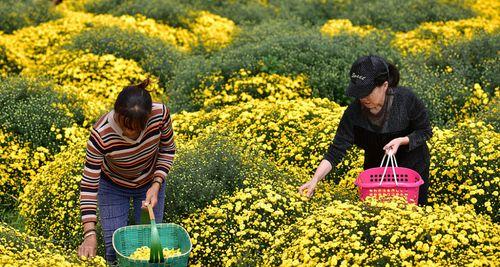 菊花的最佳采摘时间是什么时候？采摘后如何保存？