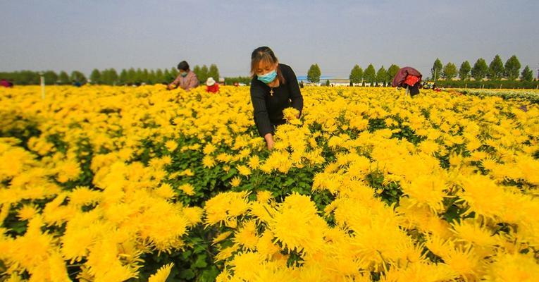 菊花的最佳采摘时间是什么时候？采摘后如何保存？