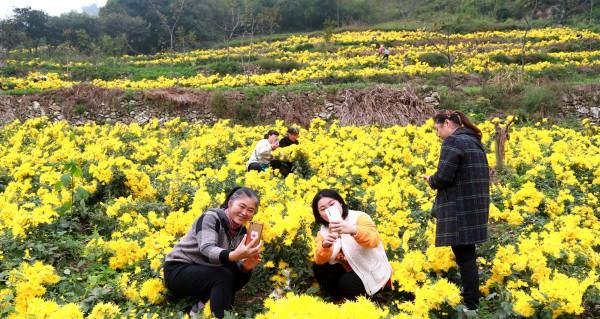 菊花的最佳采摘时间是什么时候？采摘后如何保存？