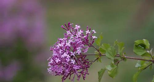 五瓣丁香花代表什么含义？花语背后的故事是什么？