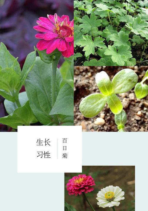 菊花扦插的最佳时间是什么时候？如何提高成活率？