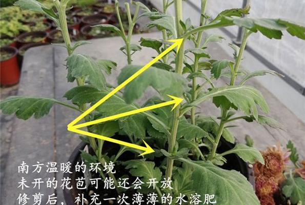 菊花扦插的最佳时间是什么时候？如何提高成活率？