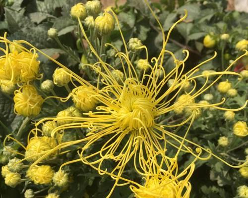 菊花长花苞的最佳时间是什么时候？如何促进花苞生长？