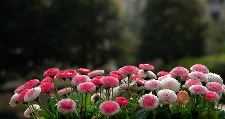 菊花最适合生长在哪里？哪些环境条件最适宜？