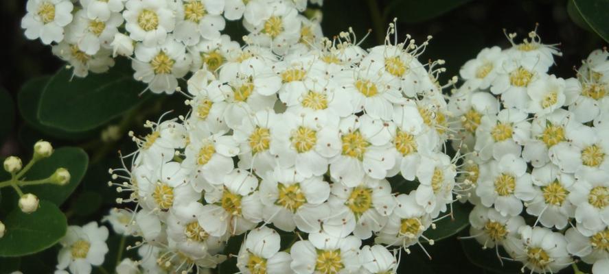 菊花是单性花吗？如何区分单性花和双性花？