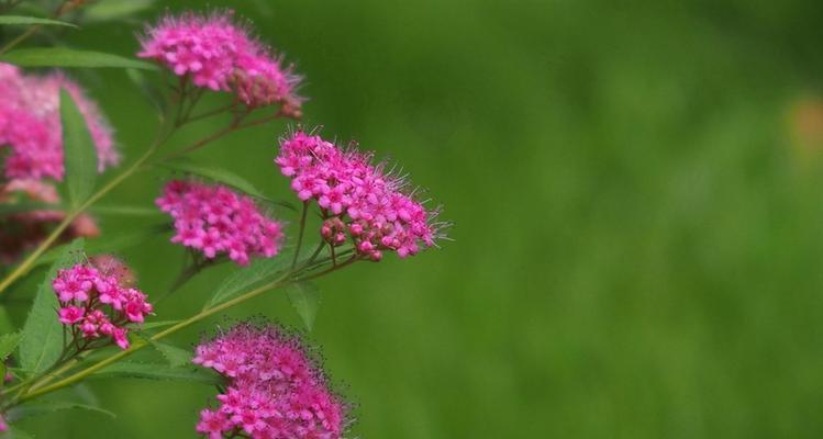 夕雾花的花语是什么？如何正确解读夕雾花的含义？