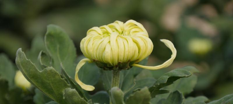 菊花是落叶植物吗？了解菊花的生长周期和特性