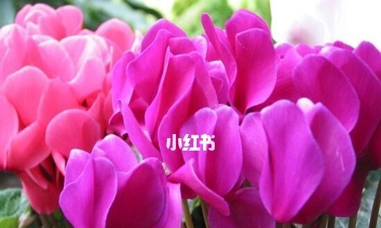 仙客来花语是什么？如何正确解读仙客来的花语含义？