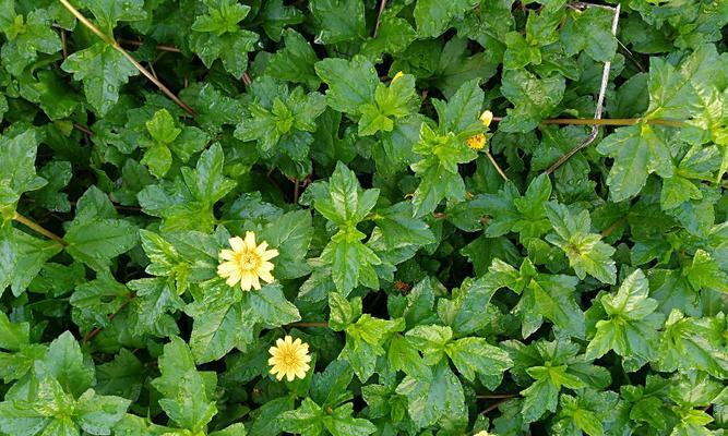 菊花是热带植物吗？它们的生长环境和特点是什么？