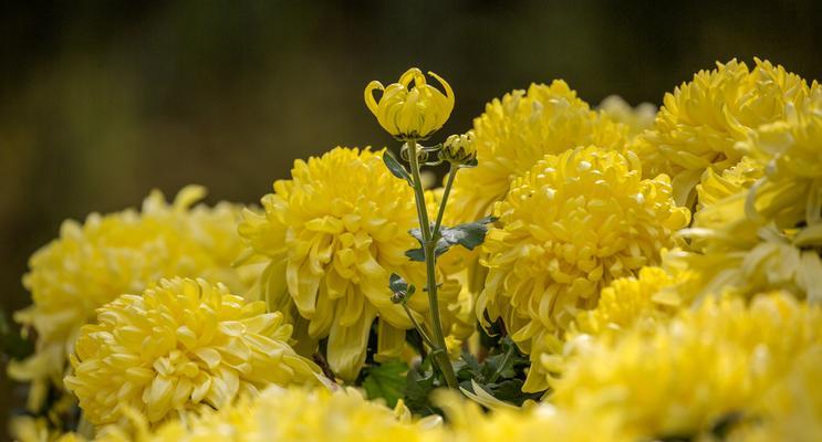 菊花是什么植物？它的种类和特性有哪些？