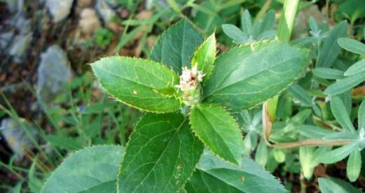 菊花属于双子叶植物吗？如何识别双子叶植物特征？