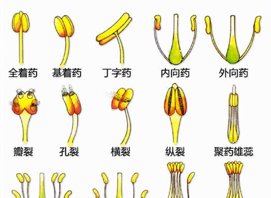 菊花是完全花吗？了解菊花的花结构特点！！