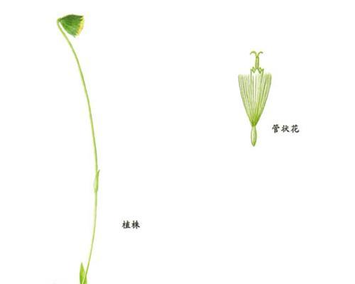 菊花喜阳还是喜阴？如何正确养护菊花？