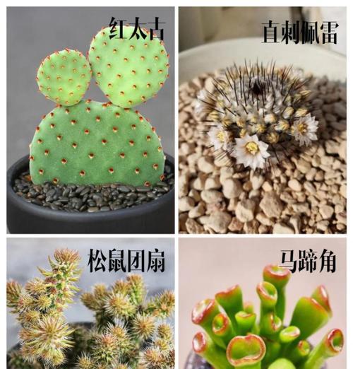 沙生植物什么最好？它们在干旱环境中的适应性如何？