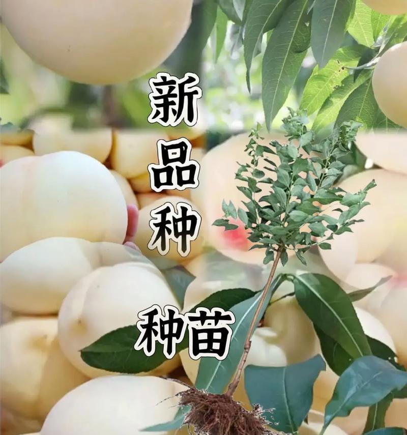 南方种植桃树的存活率及养护方法？