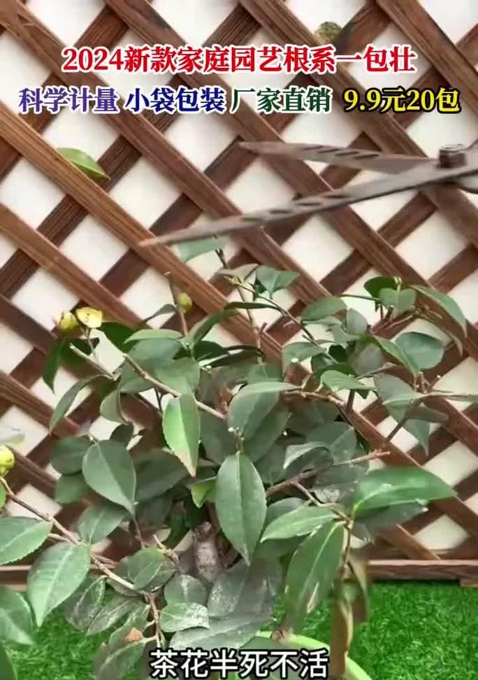 哪些植物有助于生根？如何使用这些植物促进根系生长？