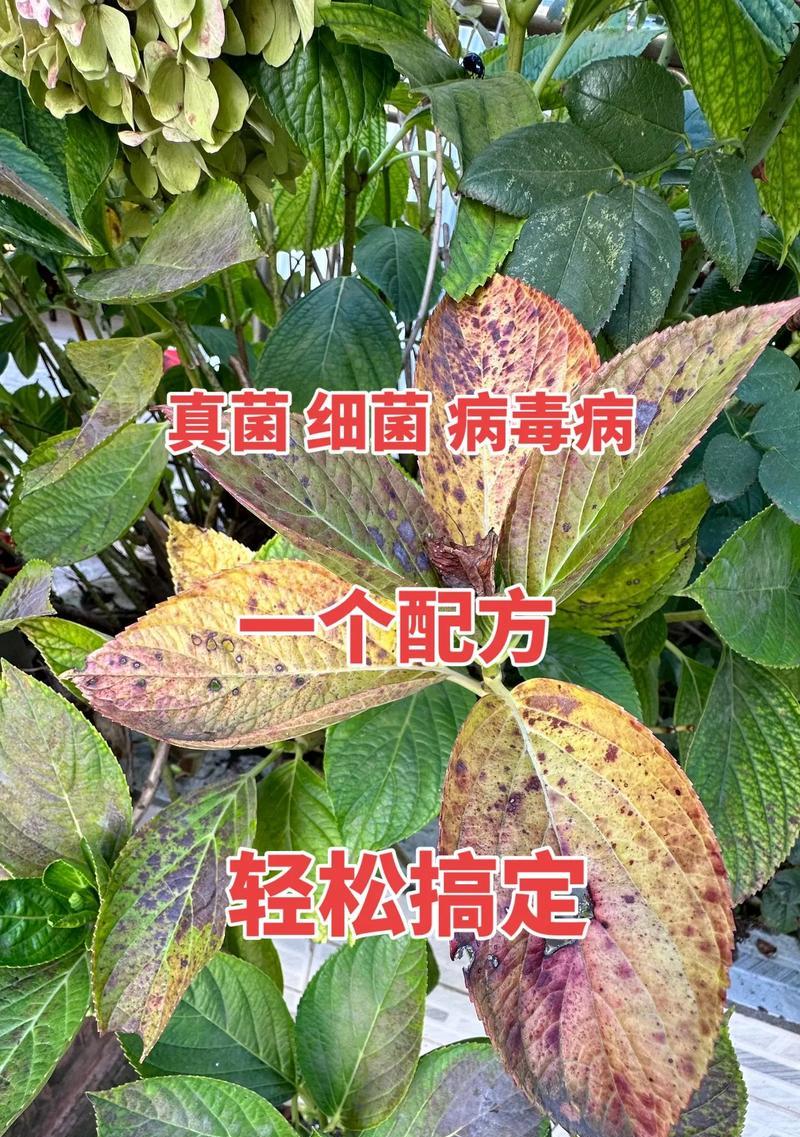 花卉除菌消毒剂有哪些成分？它们的使用效果如何？