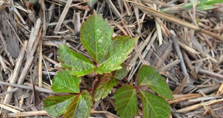 常见的藤本植物有哪些？它们的养护要点是什么？