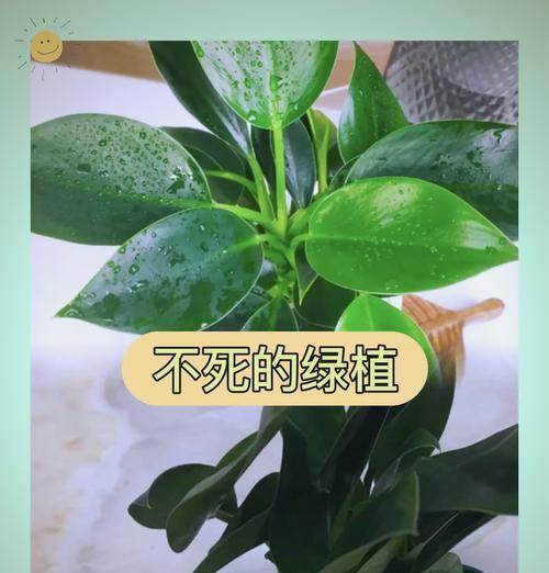 花叶小金钻植物怎么养护？如何保持其叶片的鲜艳色彩？