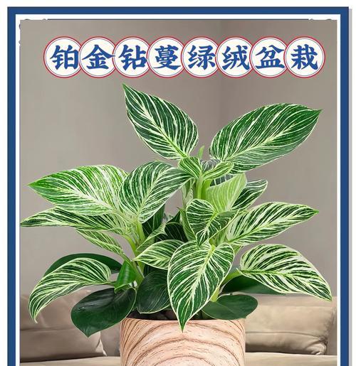 花叶小金钻植物怎么养护？如何保持其叶片的鲜艳色彩？