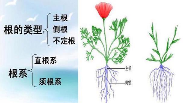 植物摔根怎么死了？如何处理和恢复受伤的根系？