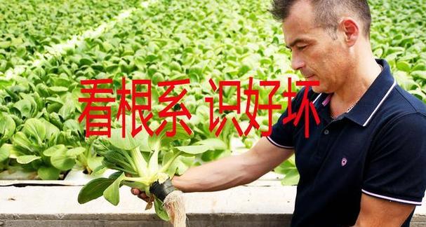 植物摔根怎么死了？如何处理和恢复受伤的根系？