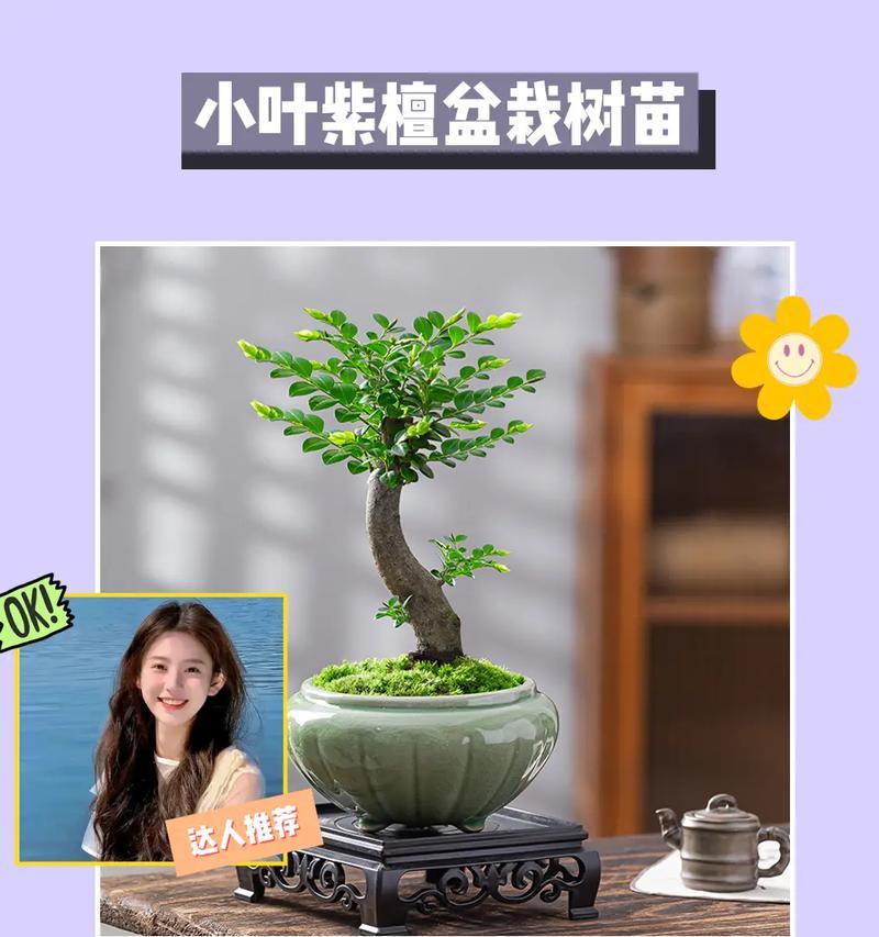 周边摆件植物有哪些名字？如何选择适合摆放的植物？