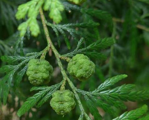 松柏属于哪一类植物？