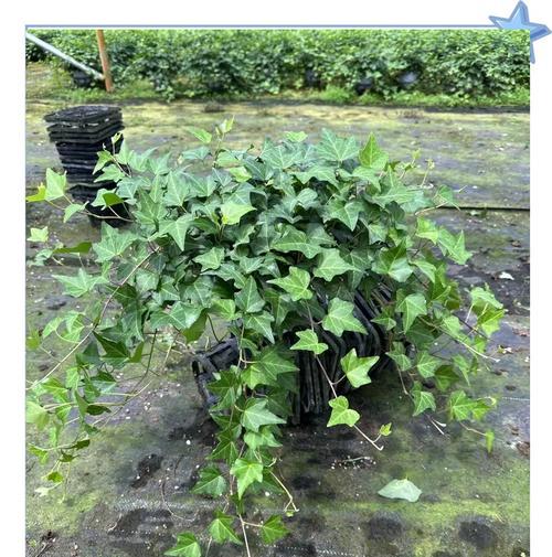 木质茎植物包括哪些种类？它们有什么特点？