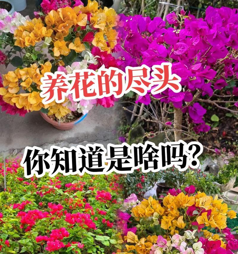 细叶绿植花卉有哪些品种？它们的养护要点是什么？