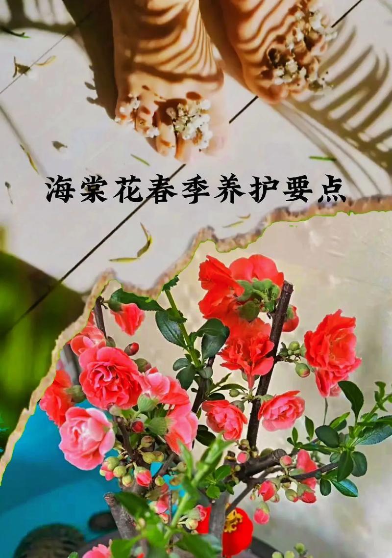 细叶绿植花卉有哪些品种？它们的养护要点是什么？