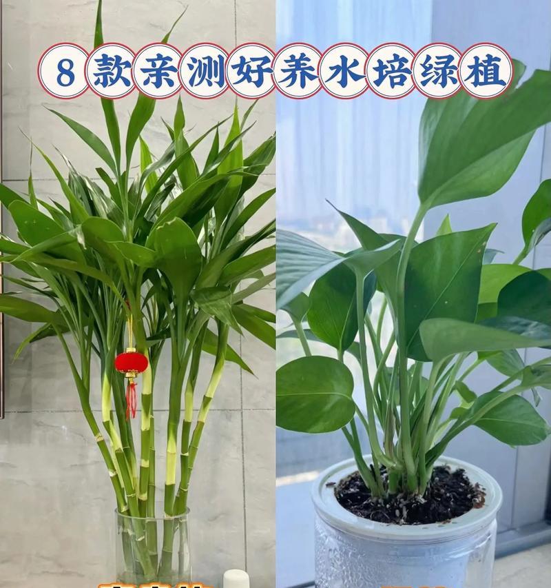 水培植物的正确养护方法是什么？