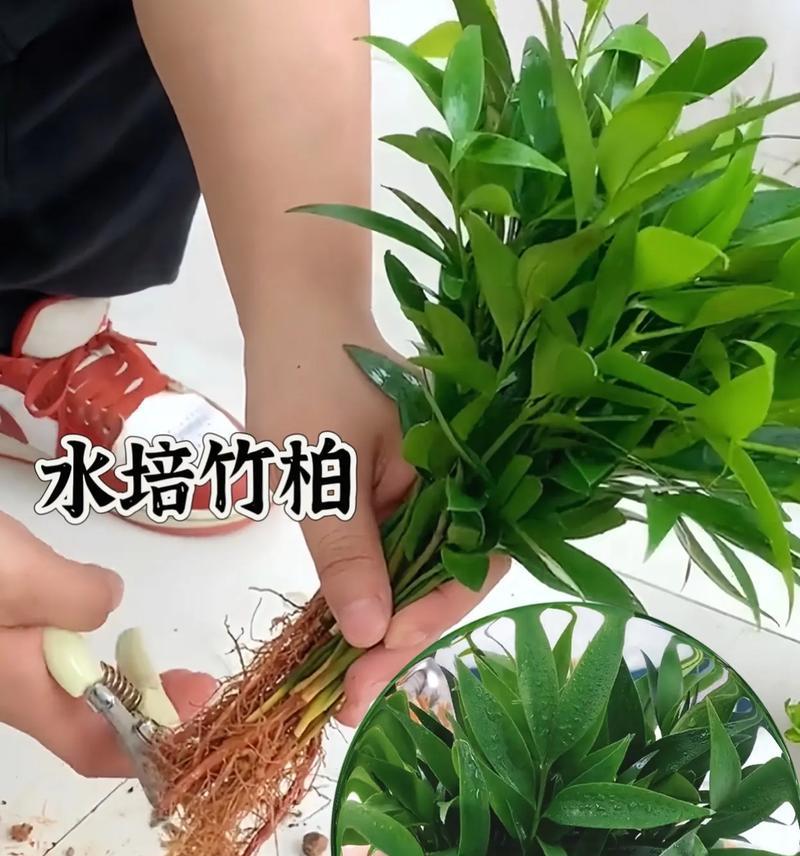 水培植物的正确养护方法是什么？