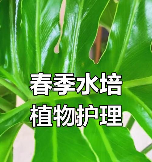 水培植物的正确养护方法是什么？