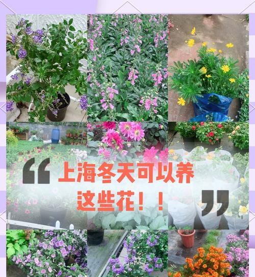 哪些低维护花卉耐热？耐热花卉的养护要点是什么？