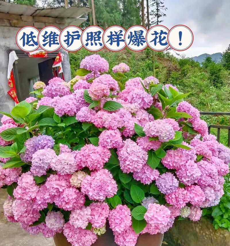 哪些低维护花卉耐热？耐热花卉的养护要点是什么？