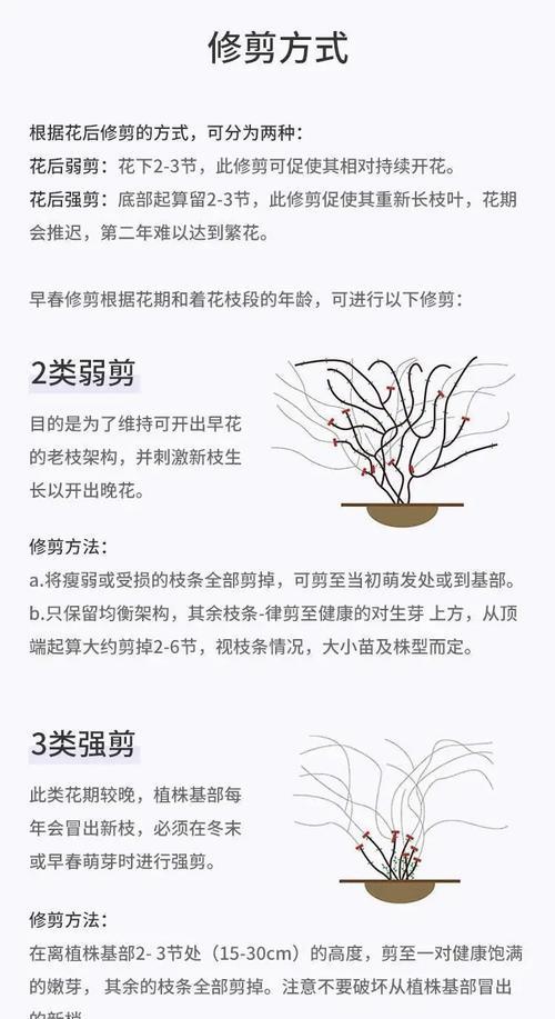 花树盆栽缓苗期间的养护要点是什么？