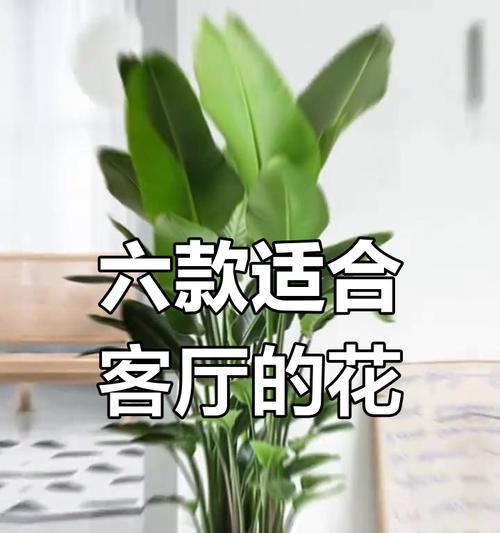 怀孕房间放什么植物好？有哪些对孕妇友好的室内植物推荐？