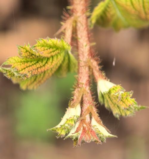 如何正确表现绿色植物？有哪些技巧？