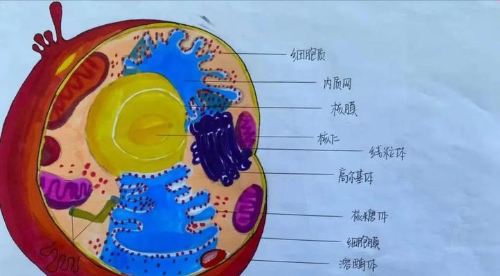 如何绘制生物细胞植物图？需要哪些技巧？