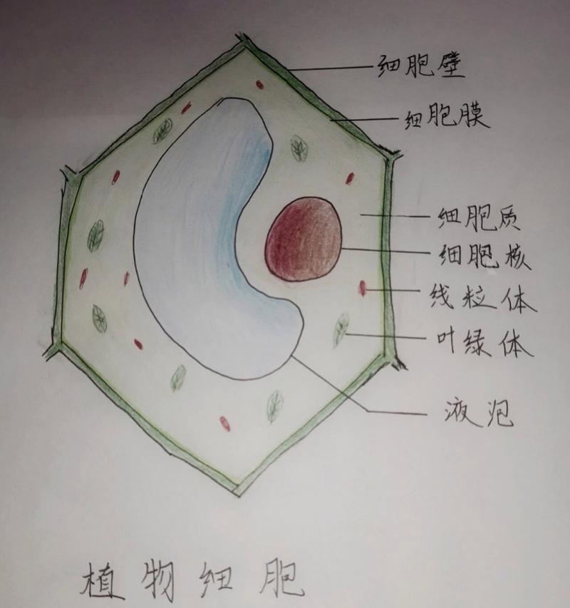 如何绘制生物细胞植物图？需要哪些技巧？