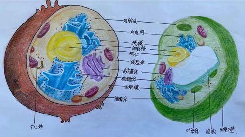 如何绘制生物细胞植物图？需要哪些技巧？