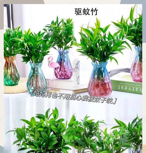 哪种植物能有效驱赶臭虫？