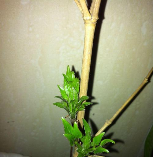 初夏蜜源植物如何养护？有哪些注意事项？