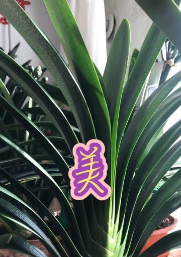 如何正确养护坏蛋植物以保持美观？