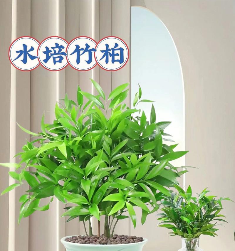 植物竹子水培怎么养殖？水培竹子的正确方法是什么？