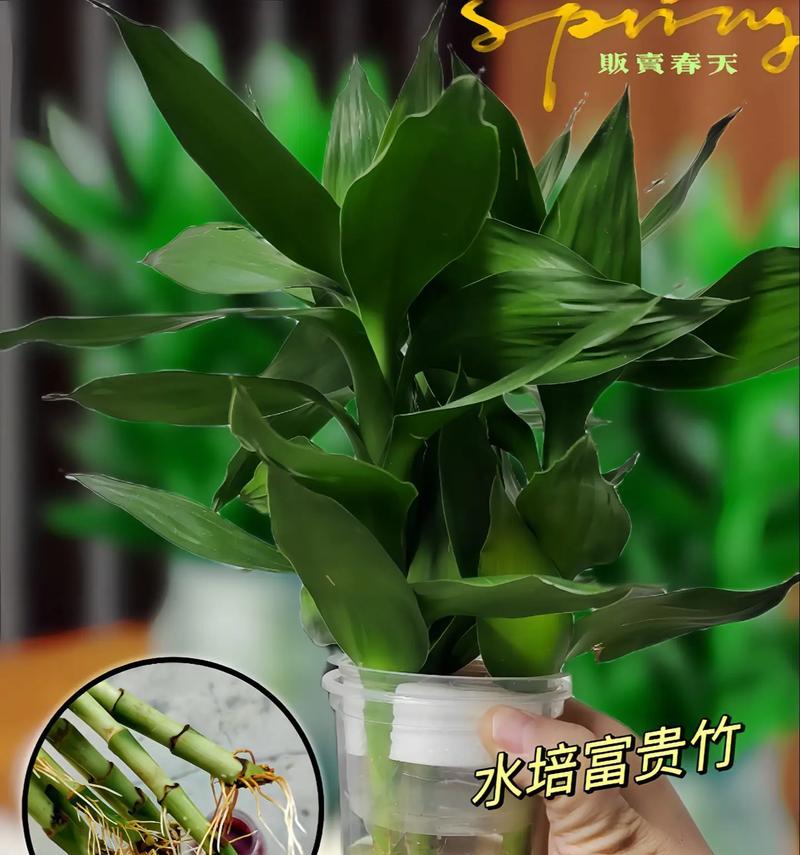 植物竹子水培怎么养殖？水培竹子的正确方法是什么？